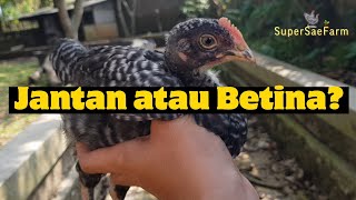 CARA SELEKSI ANAKAN AYAM JANTAN ATAU BETINA