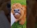 🐮 A MINI VACA QUE VIROU FEBRE NA INTERNET 😳