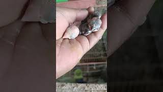 #MassahAllah white 🤍 Java 🩶 java chiks growing well ❤️🩹 in my hand 👌✋#viralvideo #javasparrow #java