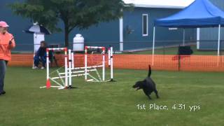 Ruby's QQ at the Manitowoc Kennel Club Agility Trial on