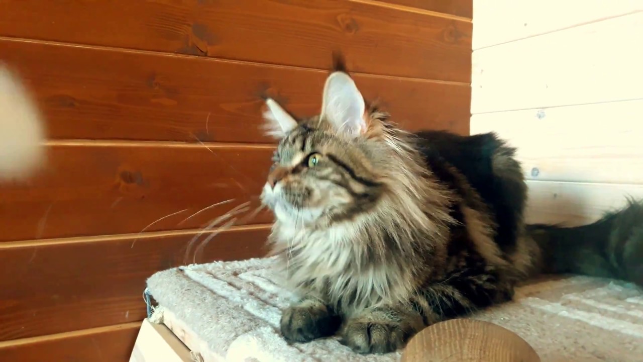 Ибица 2 - YouTube