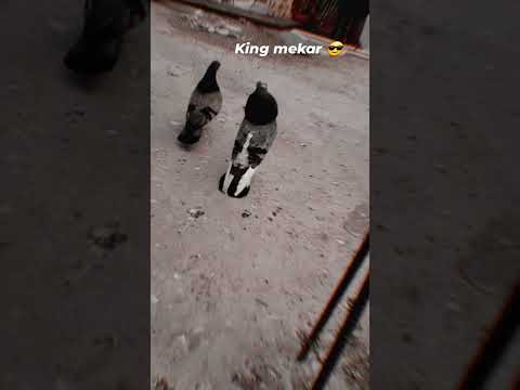 talikot Pigeon