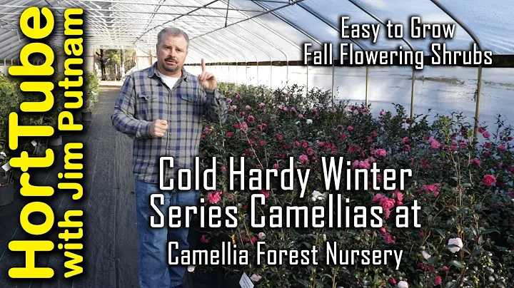 Cold Hardy Winter Series Camellias - Camellia Forest Nursery