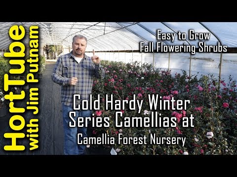วีดีโอ: Camellia Cold Tolerance - เคล็ดลับในการรักษาความเสียหายจากความเย็นในพุ่มไม้ดอกเคมีเลีย