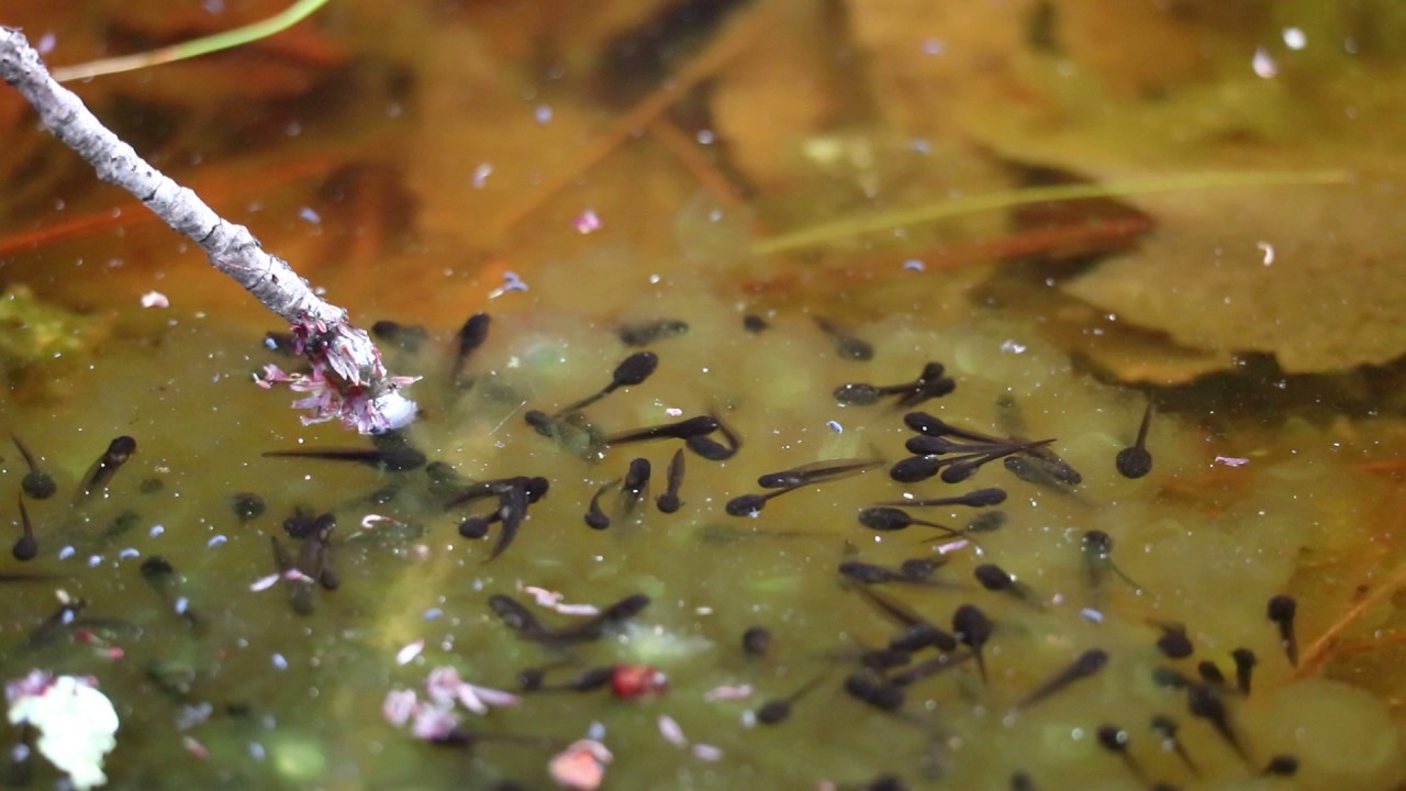 wood frog tadpoles YouTube