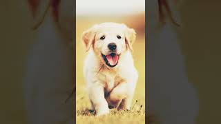 #dog #cat what your favorite animal