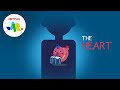 What Is A Heart StoryBots The Human Body For Kids Netflix Jr