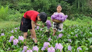 Two brothers, picking hyacinth flowers to sell, The daily life of two children - Ly Dinh Quang