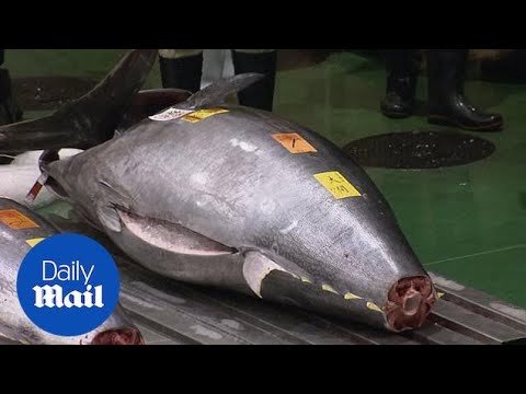 tuna