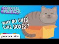 Why Do Cats Like Boxes? | COLOSSAL QUESTIONS