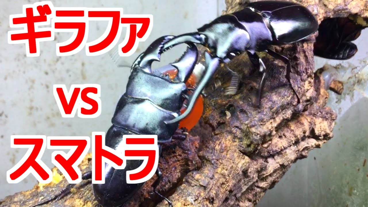 スマトラオオヒラタvsギラファノコギリ - YouTube