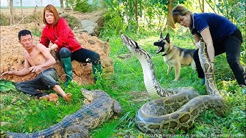 Harvest 1000+ Fish - Crocodile & Giant Python Invades Pig Farm - Brave Woman Catch Monster Python!🐍🐊