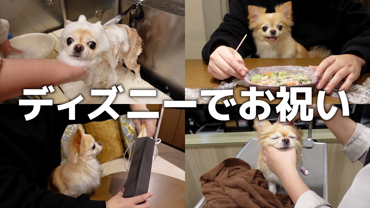 過去最高！東京ディズニーリゾート(R)オフィシャルホテルで愛犬の誕生日を全力でお祝いしてみた！