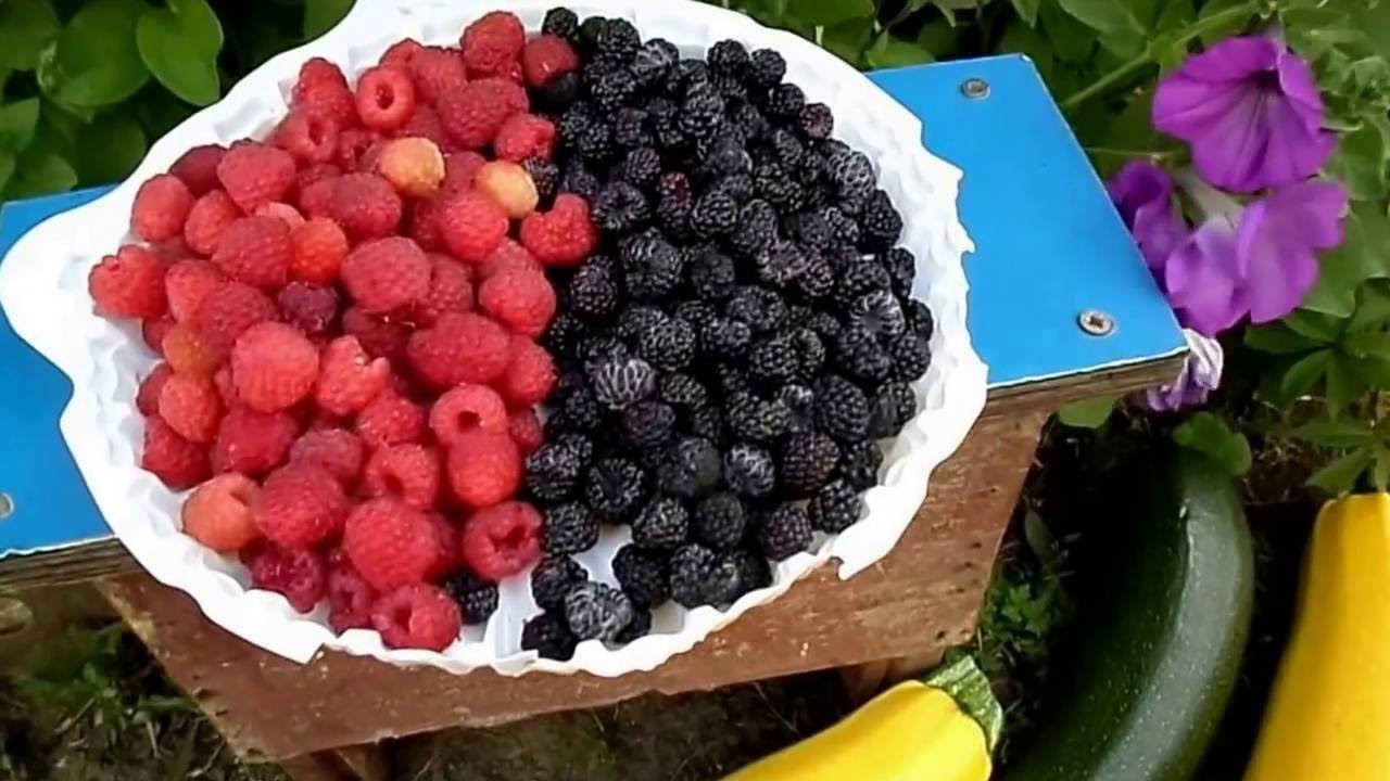 чёрная малина сорта фото онлайн
