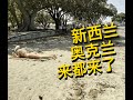 4K自制 | 新西兰奥克兰怎么玩?第六期 奥克兰 Devonport