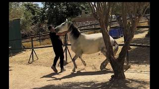Who Should Actually Be Rescuing Wild Horses?