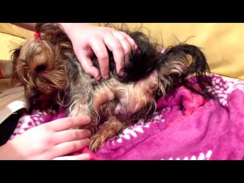 Video: Cómo Dar A Luz A Un Yorkie