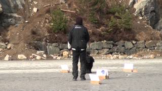 Rally lydighet klasse 3, Sandnes 3.3. 2013.