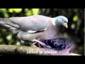 Moartea porumbiței-Dovadă de iubire-