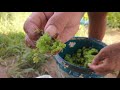 MURA NA AZOLLA SA ESTANCIA ILOILO