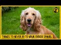 5 Things You Must Never Do to Your Cocker Spaniel Dog