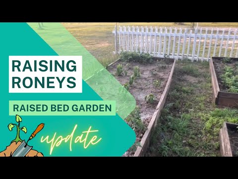 Raised Bed Gardening Update | #garden #diy #raisedbed