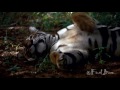 Amazing Tiger Takes Down A Sambar Deer Amazing Tiger Takes Down A Sambar Deer