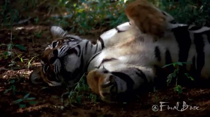Amazing Tiger Takes Down a Sambar Deer