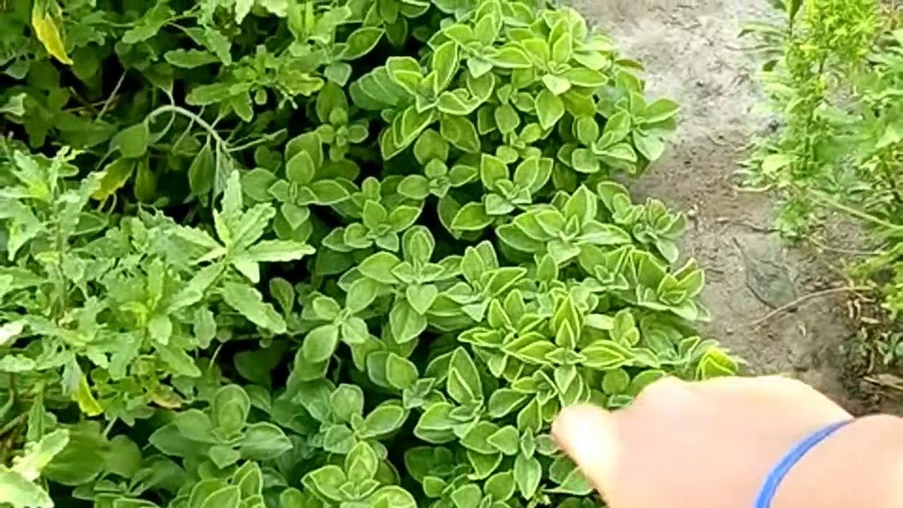 amostrando as plantas do meu quintal farias lecce