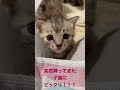 突然降ってきたこ子猫にビックリしちゃいました!!!