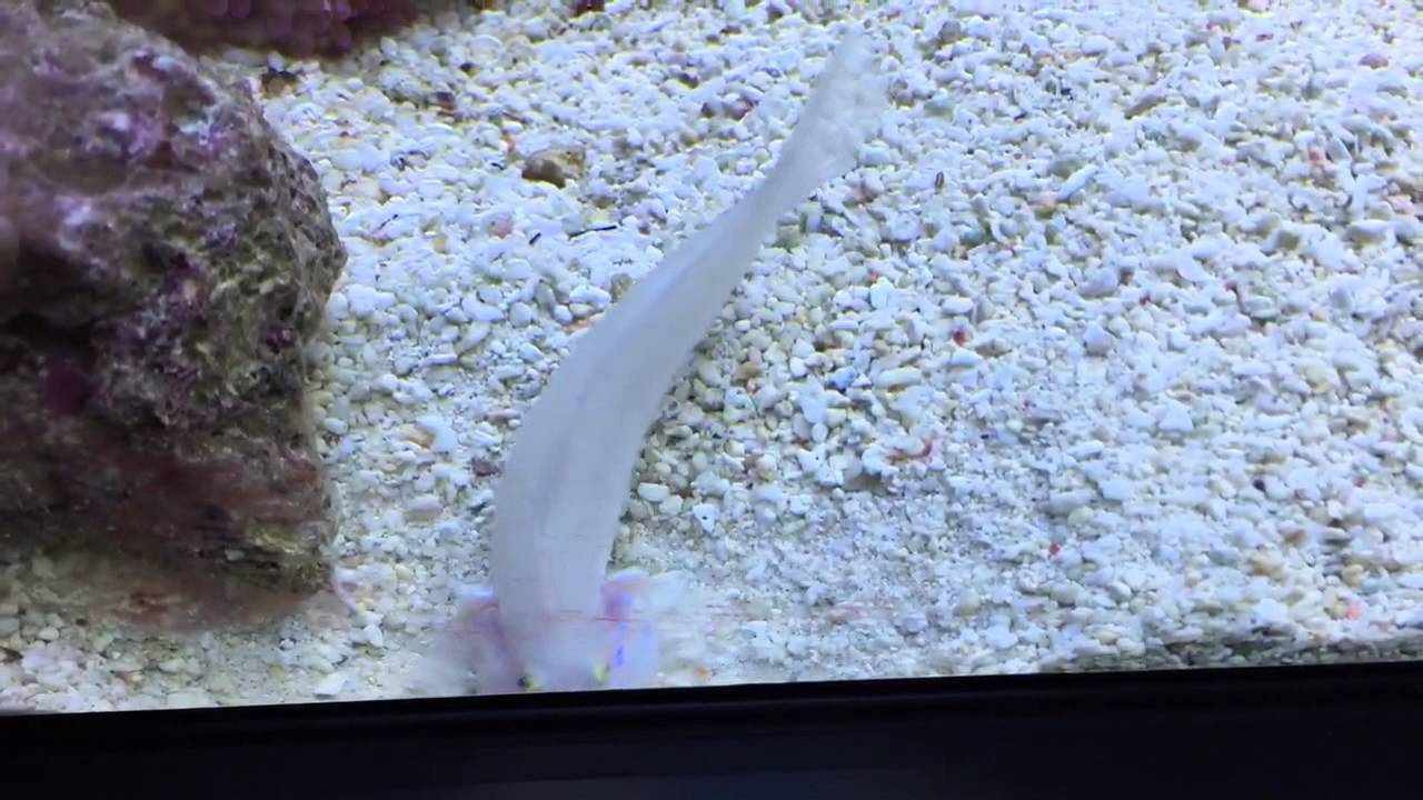 Chalk Goby YouTube