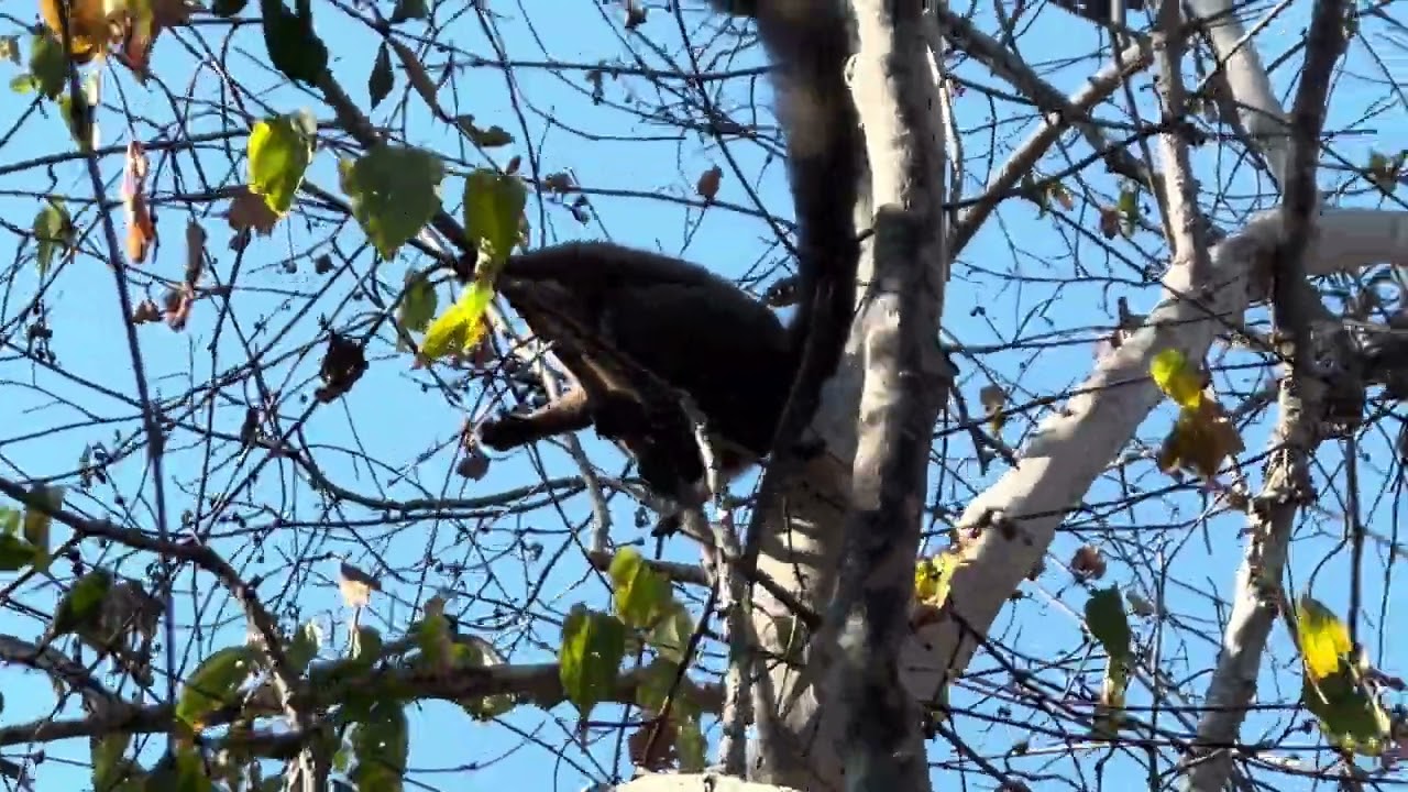 Brown Lemur, Kirindy Dry Forest, Madagascar, 