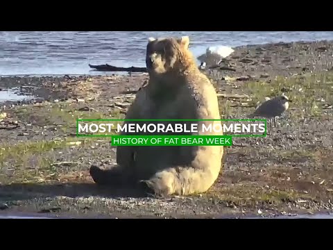 The History of Fat Bear Week | Memorable Moments in Bear Cam History.