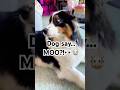 He REALLY said MOO🤣#dog #shorts #funny #animals #viral #fyp #dogshorts #aussie @FeathersInTheWoods
