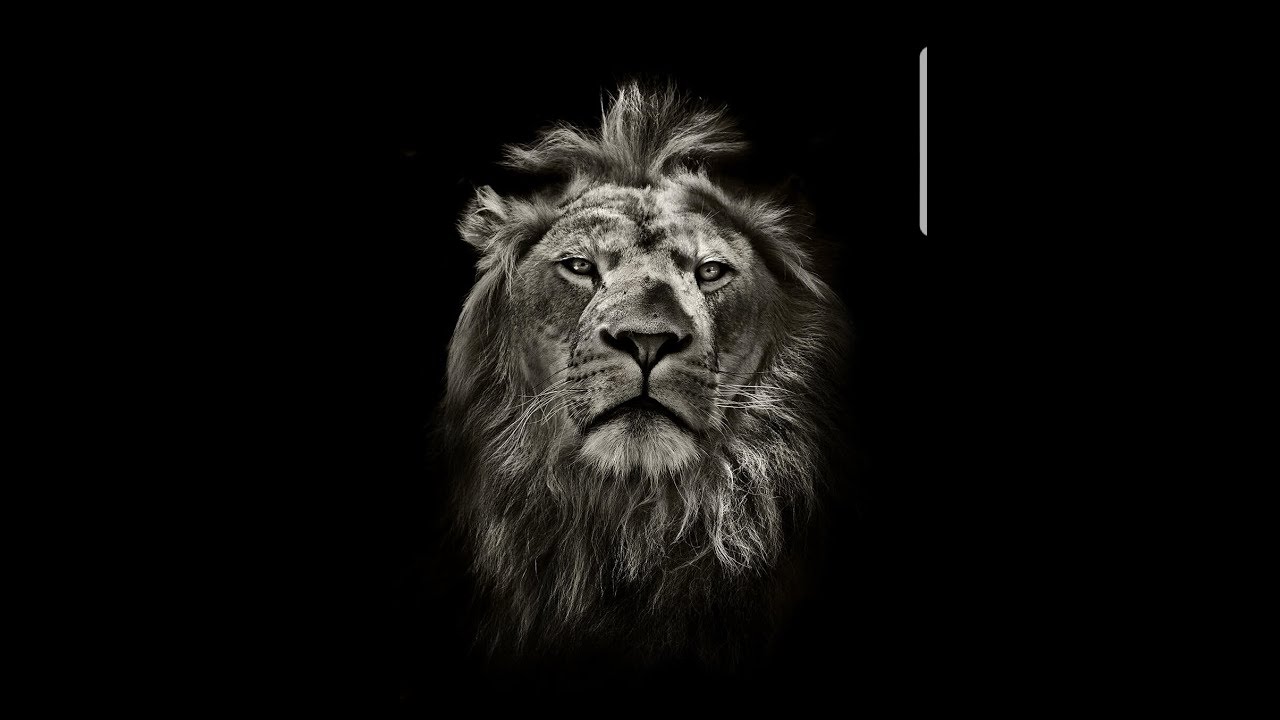 Картина лев на черном фоне
