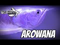 WATCH THIS Before Buying An AROWANA! 10 Things You Should Know About Silver Arowanas, Monster Fish!