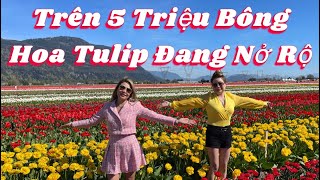 79 - Gia Đình Ngọc Linh Đi Xem Lễ Hội Hoa Tulip Lớn Nhất Tại Canada