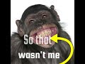 Evolution, the myth. A short video