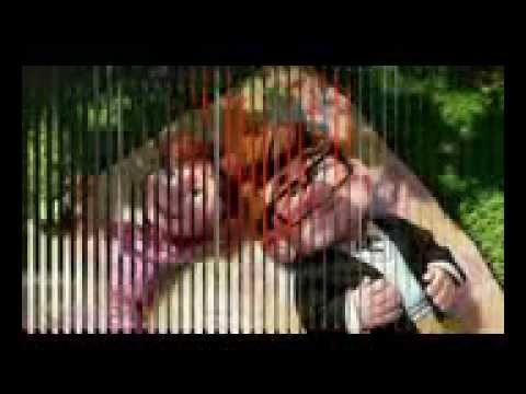 وائل جسار مين فينا المصدوم فى مشاعره  