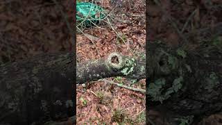 A Rabbit chaser Fishes in Trees.