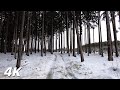 Gray As A Wolf - 3 Hours Winter Forest Walking ASMR