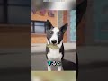 この犬は葉っぱで支払おうとしました...そしてうまくいきました 🐶🍪 #shortvideo