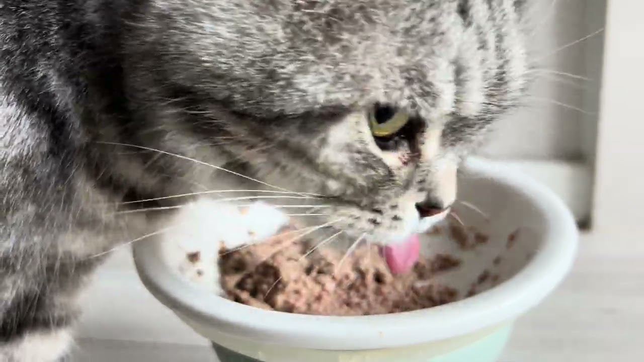 씹어먹는 놈 vs 핥아먹는 놈 