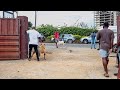 Bully kutta tries to fight big boerboel at dog show