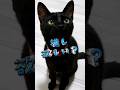 今推しがいないそこの君🐱#shorts #保護猫 #cat #고양이 #子猫