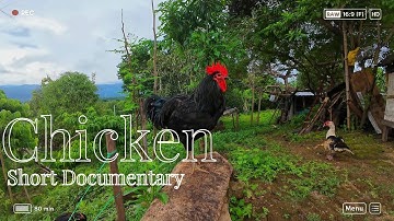 Kippen houden op de Filipijnen | Inspirerende documentaire over een achtertuinboerderij 🇵🇭🐥