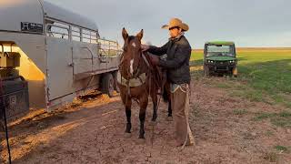 HES WRITALLIC // Lot 9 // Invitational Ranch Horse Sale