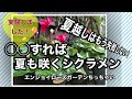 シクラメンの夏越し!夏もモリモリ元気で咲きました。実験動画です。