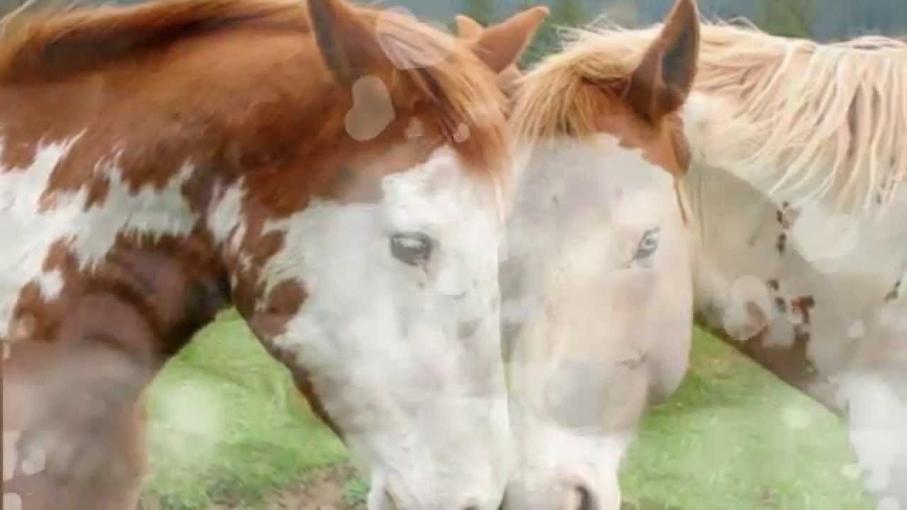 Immortal Dawn ~ Mike Rowland ~ Animal Love of the World