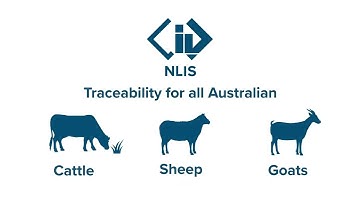 How the National Livestock Identification System (NLIS) works.